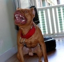 比特犬VS藏獒,它才是最后的赢家