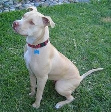 比特犬VS藏獒,它才是最后的赢家