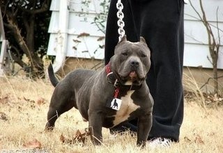 比特犬VS藏獒,它才是最后的赢家