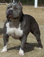 比特犬VS藏獒,它才是最后的赢家