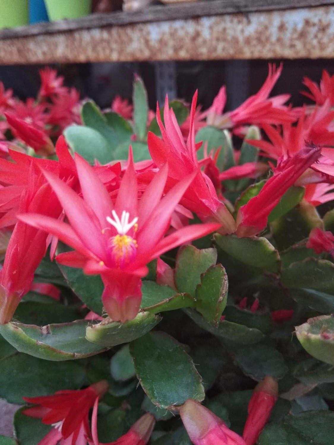 假昙花 假昙花