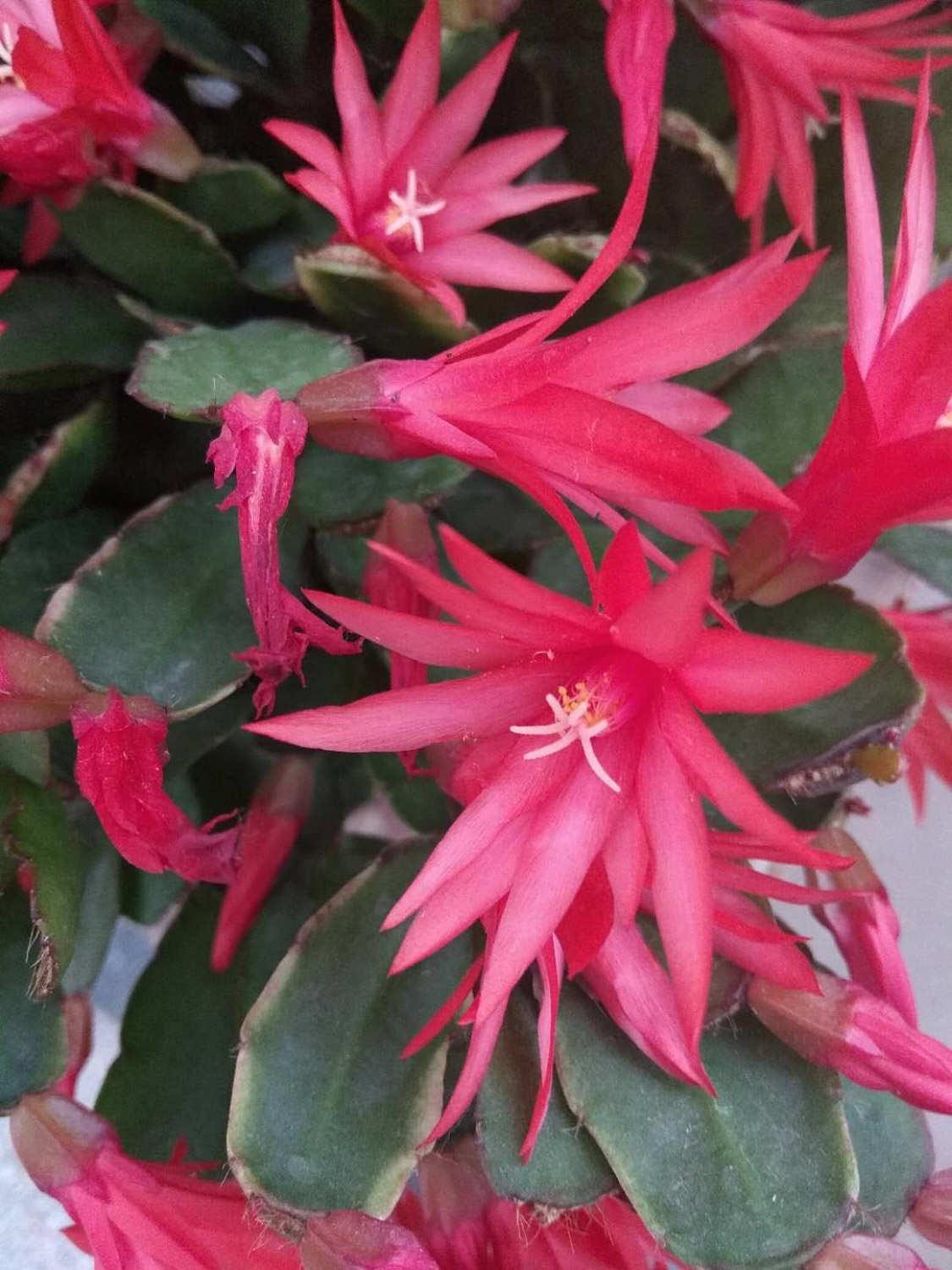 假昙花 假昙花
