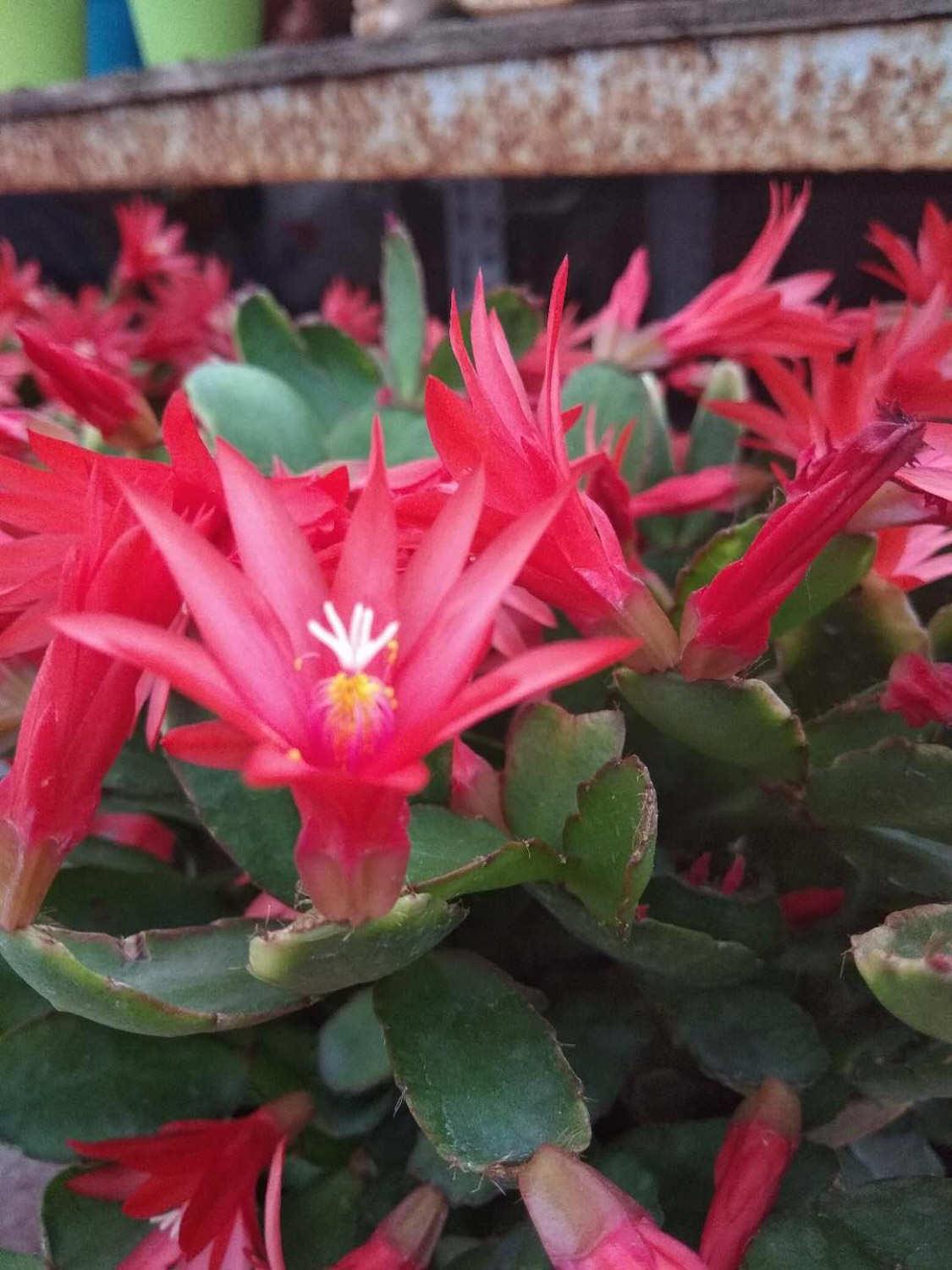 假昙花 假昙花