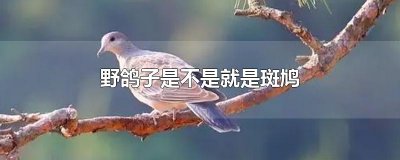 ​野鸽子是不是就是斑鸠