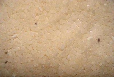 ​大米里生白色虫子怎么办，大米生白虫子怎么办？