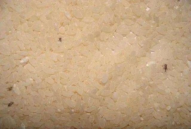 大米生白虫子怎么办